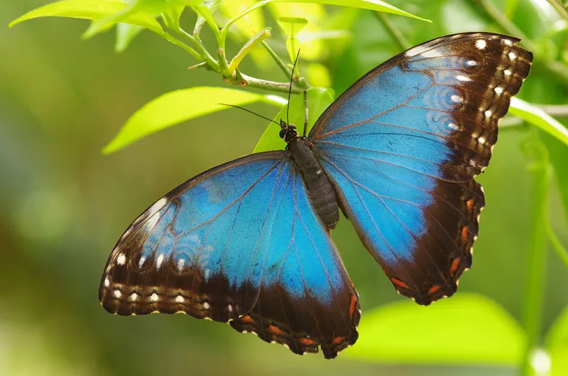 Blue Morpho