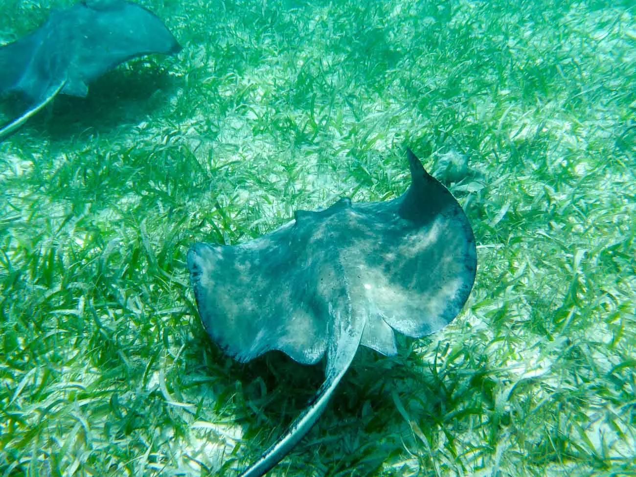 sting rays