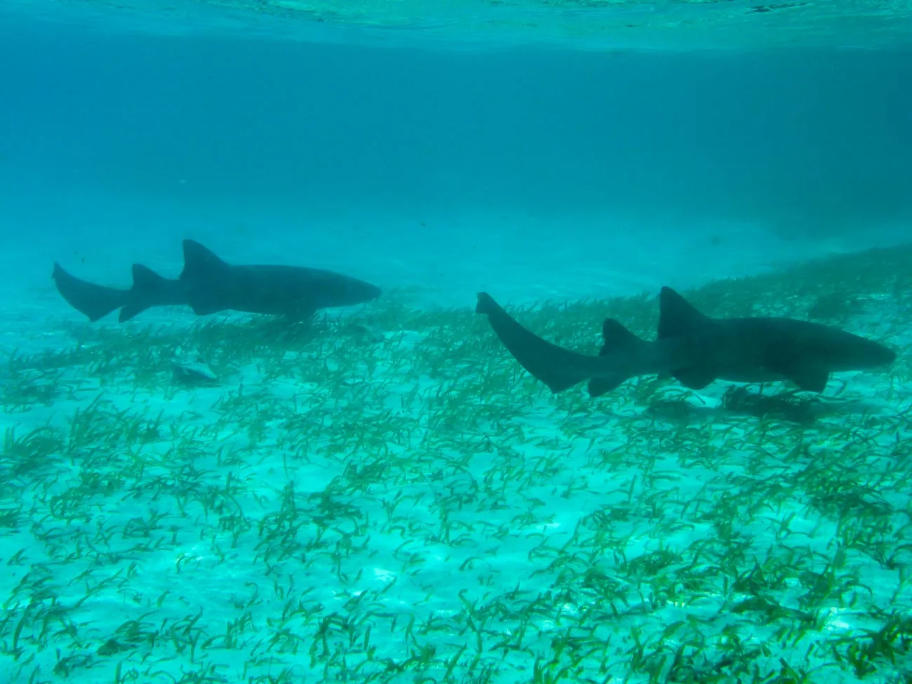 two nurse sharks