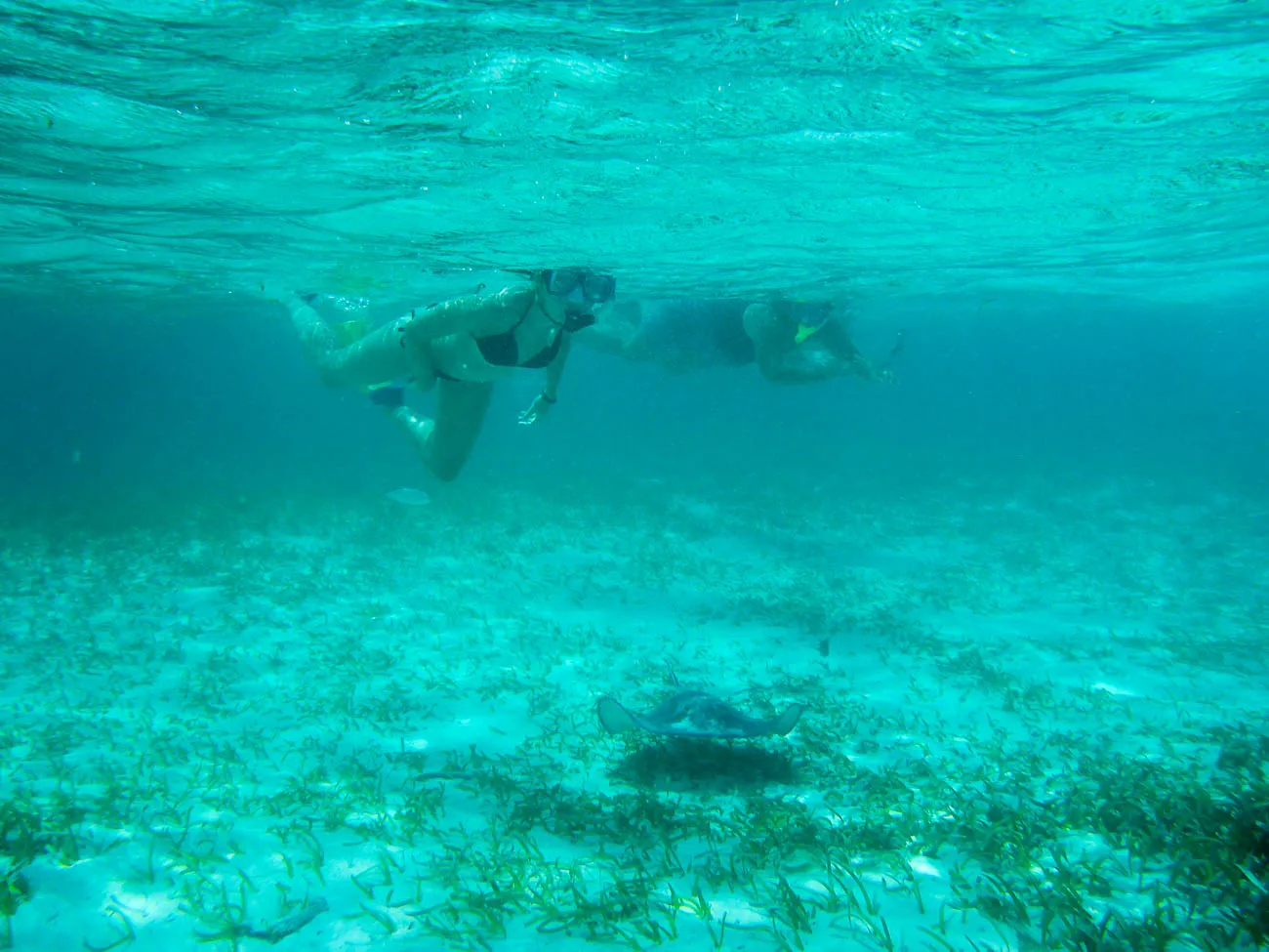 snorkelling shark ray alley