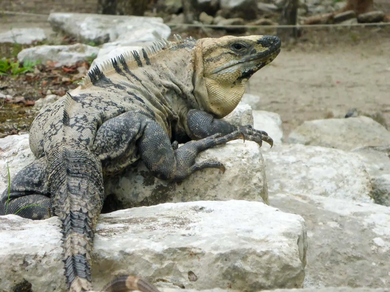 iguana at chichen itza