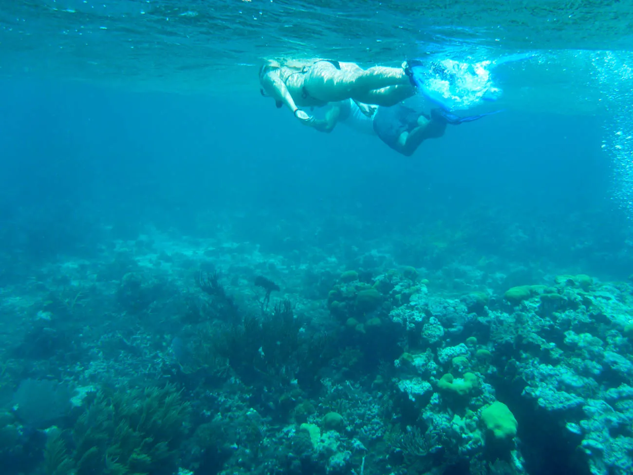 snorkelling little corn