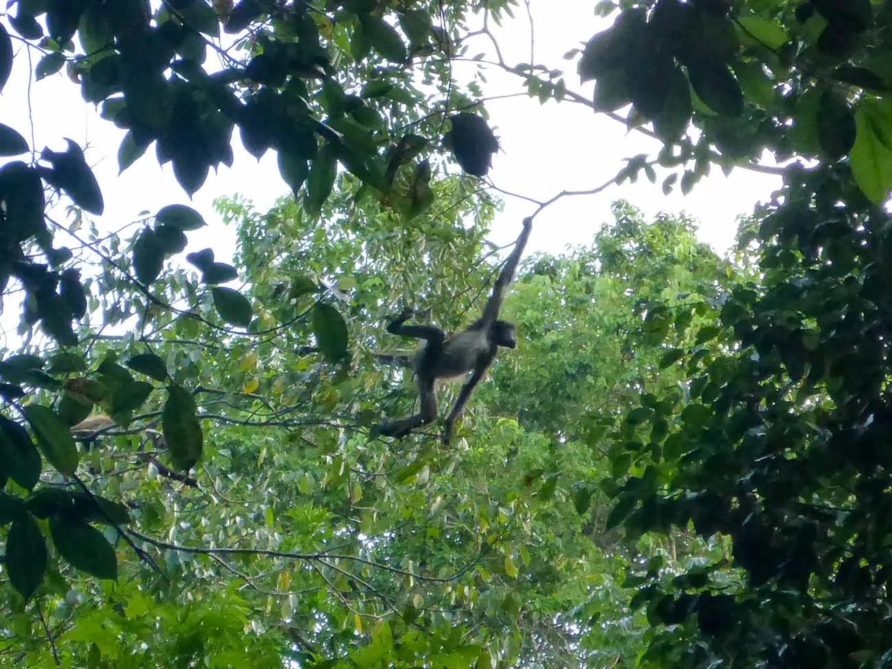 spider monkey in tree