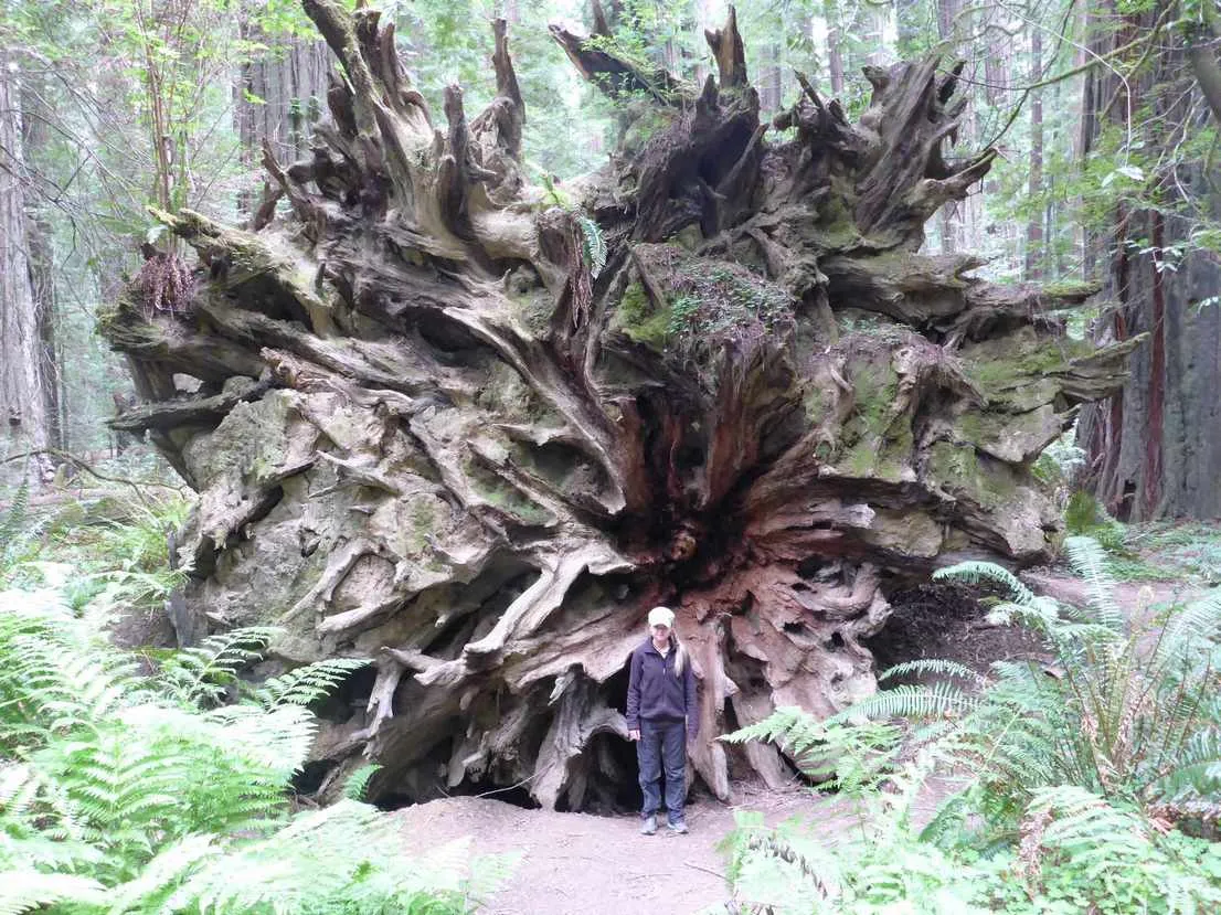 fallen redwood roots