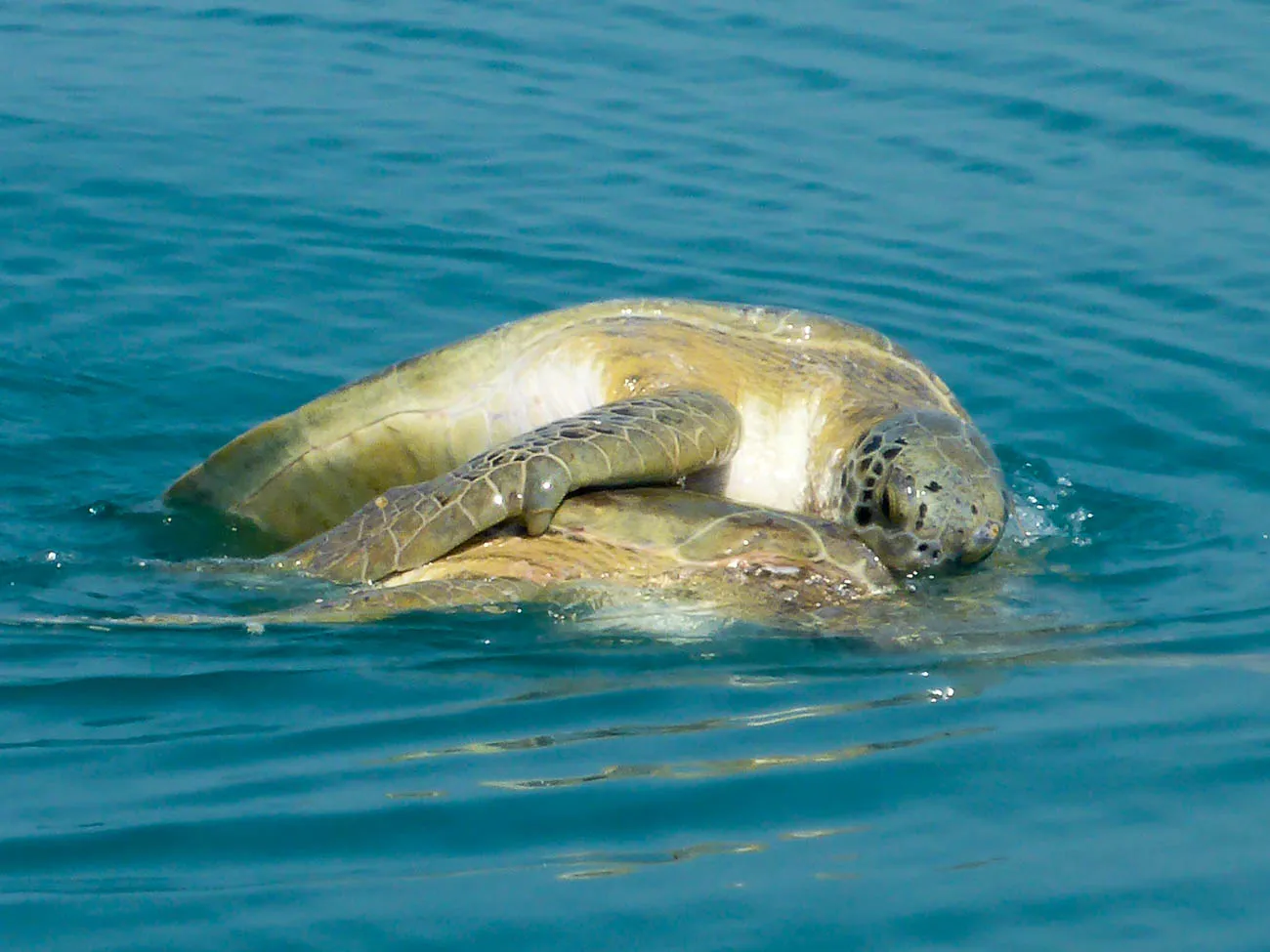 turtles mating