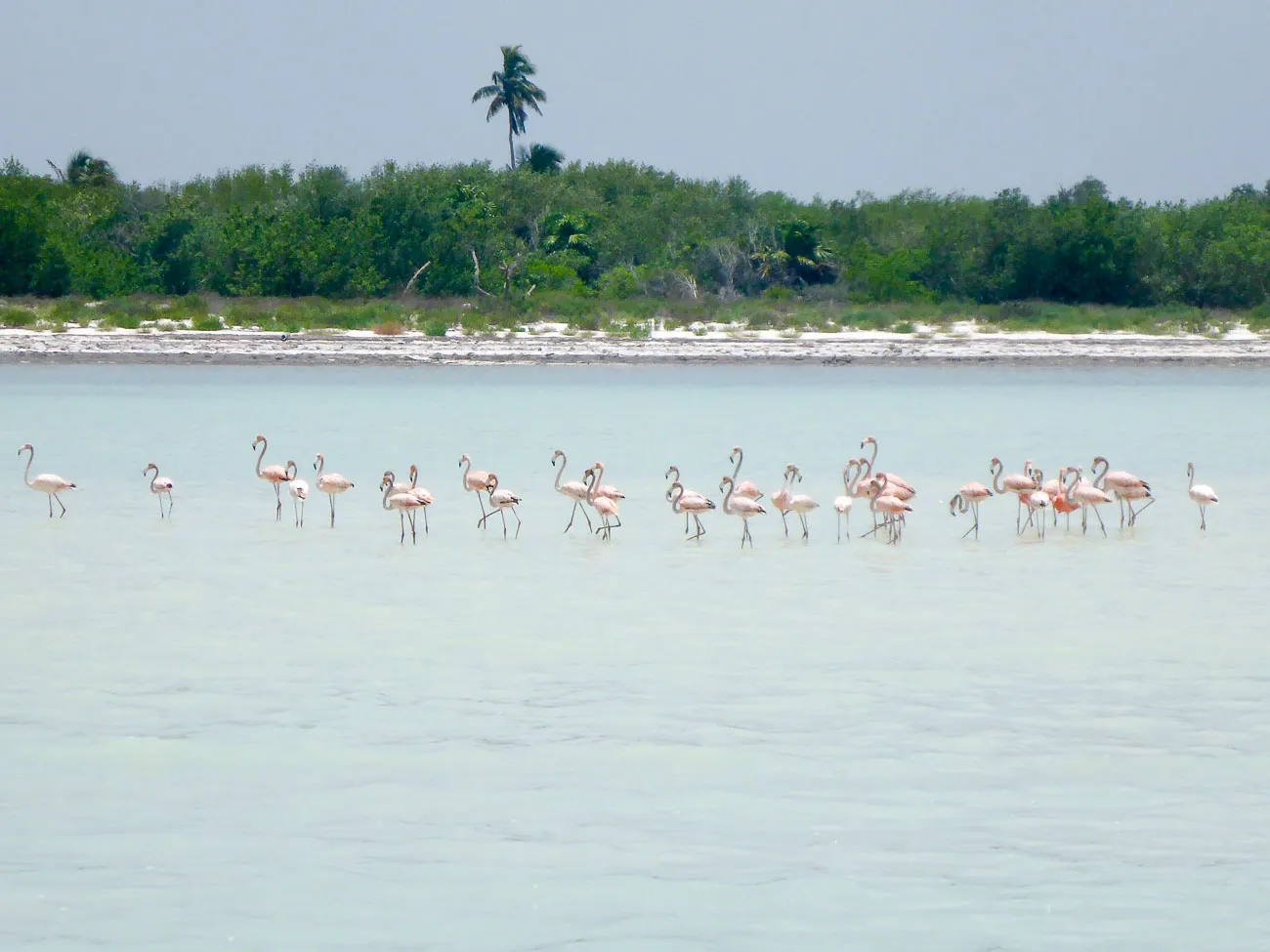 flamingos line