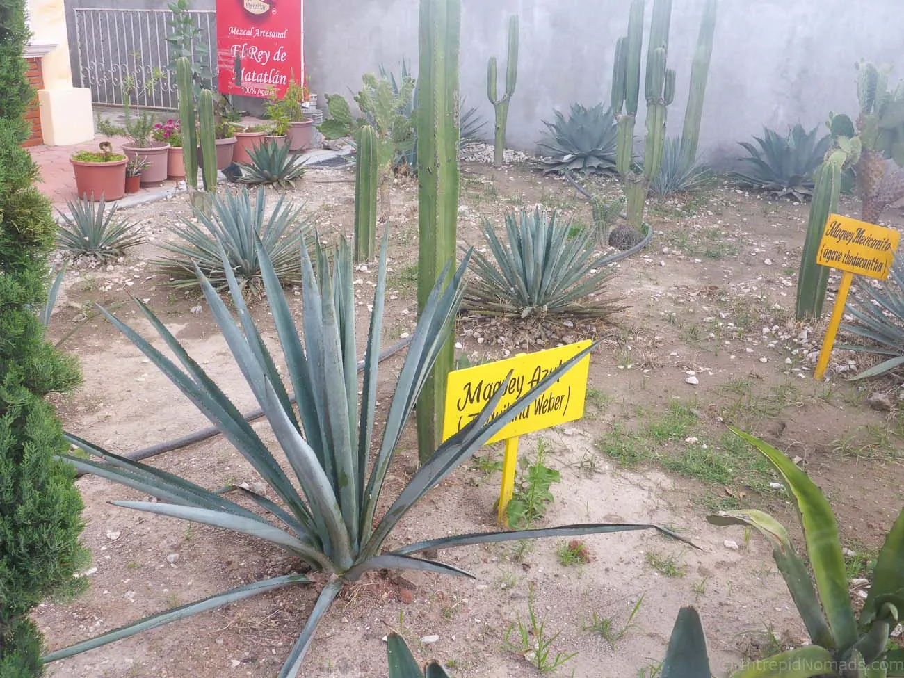 agave plant