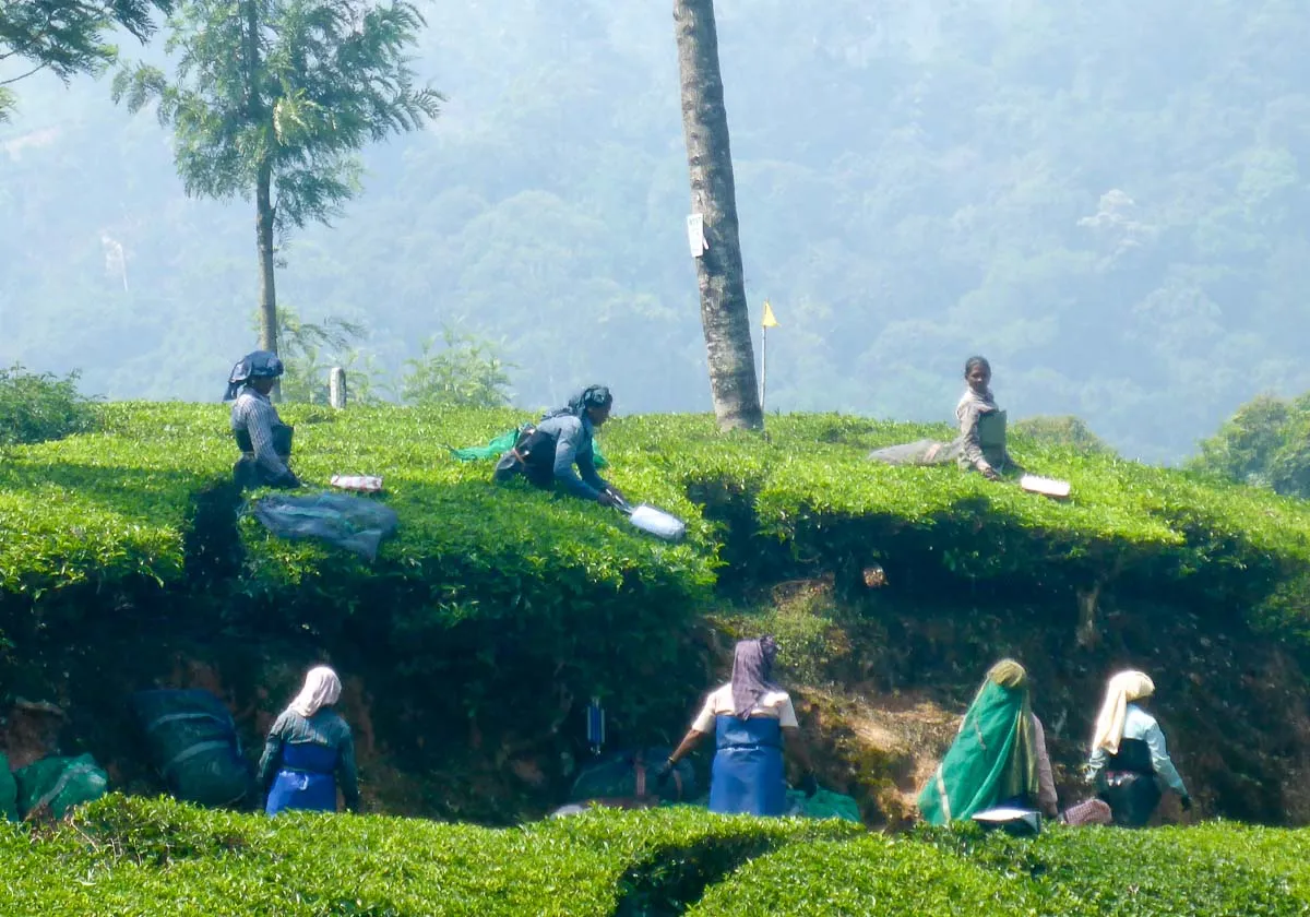 munnar tea pickers