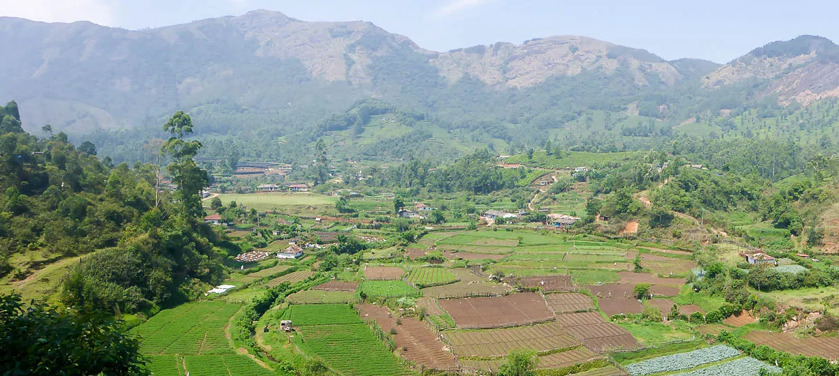 munnar farm estate