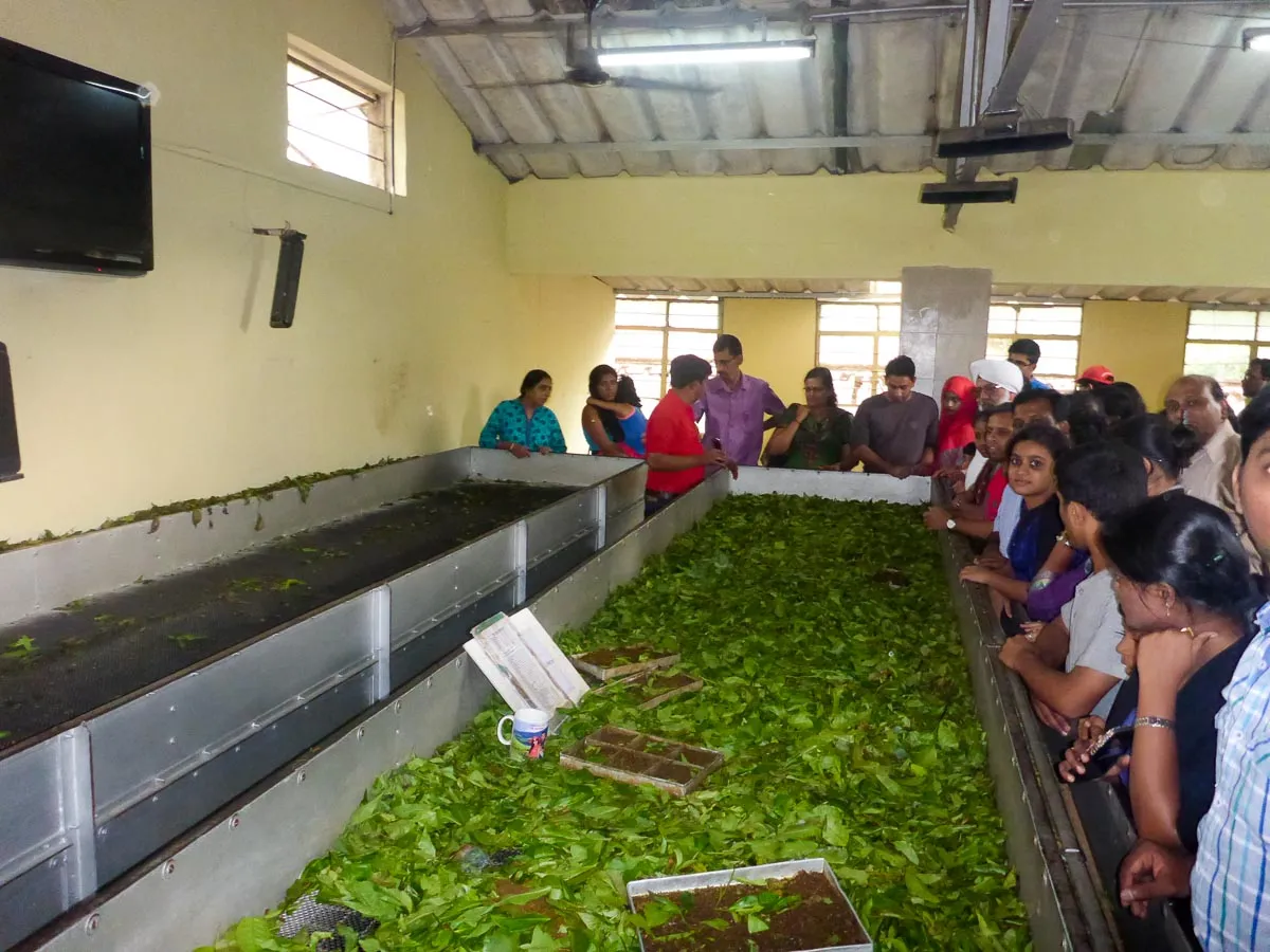 munnar tea museum