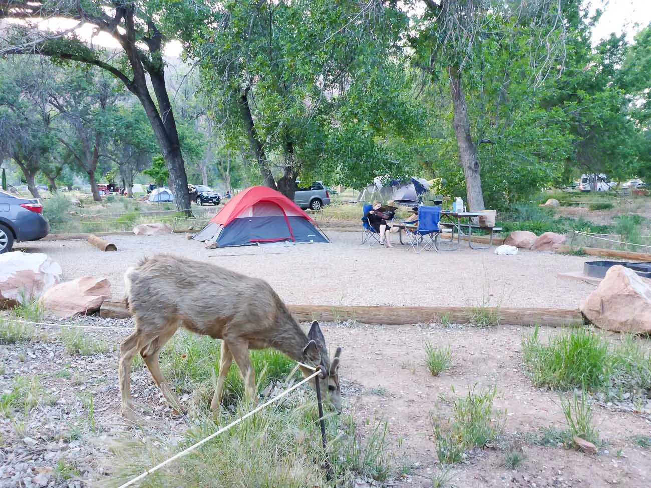 zion campground