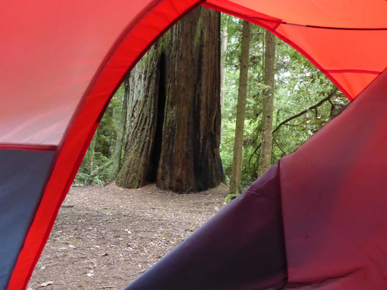 redwood tent shot