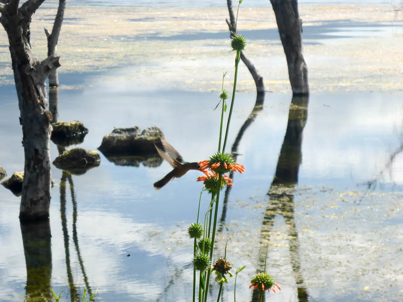 Lake atitlan humming bird from san pedro spanish school