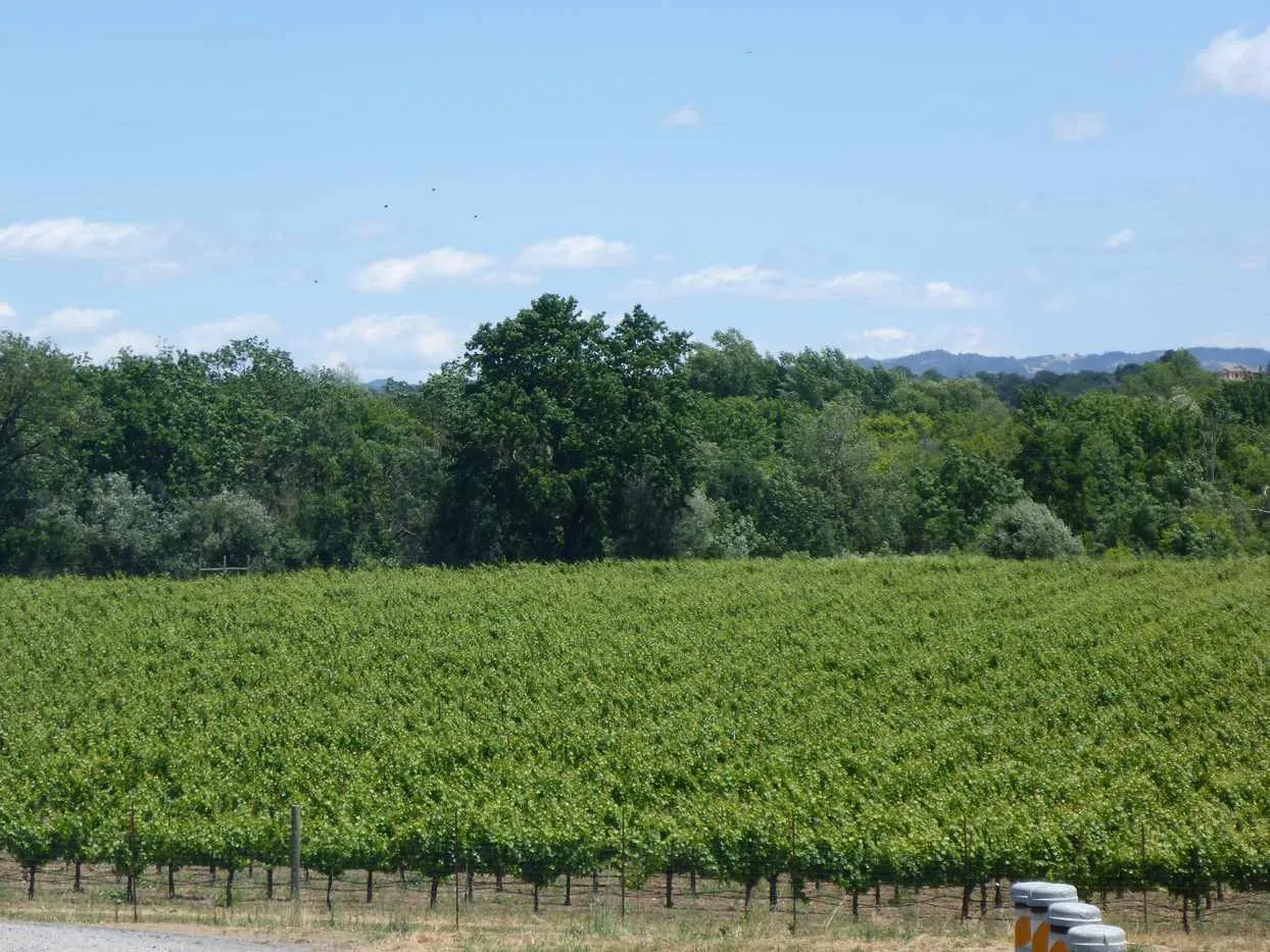 sonoma vineyard