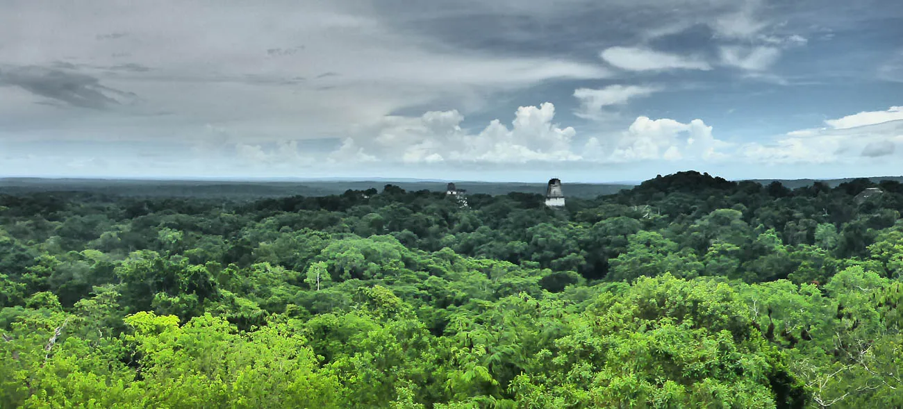 tikal treetops