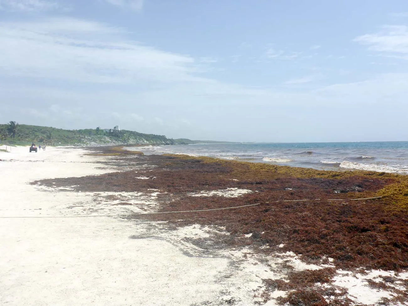 tulum seaweed