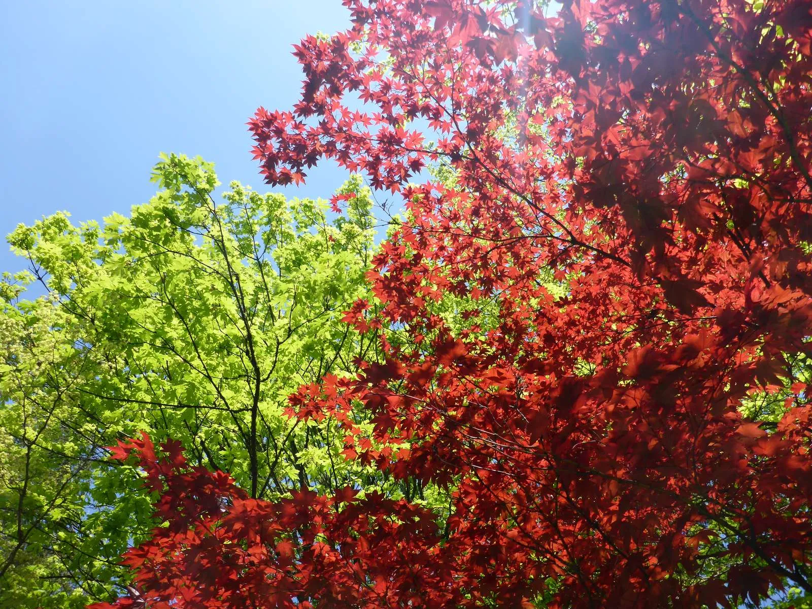 vancouver trees in colour